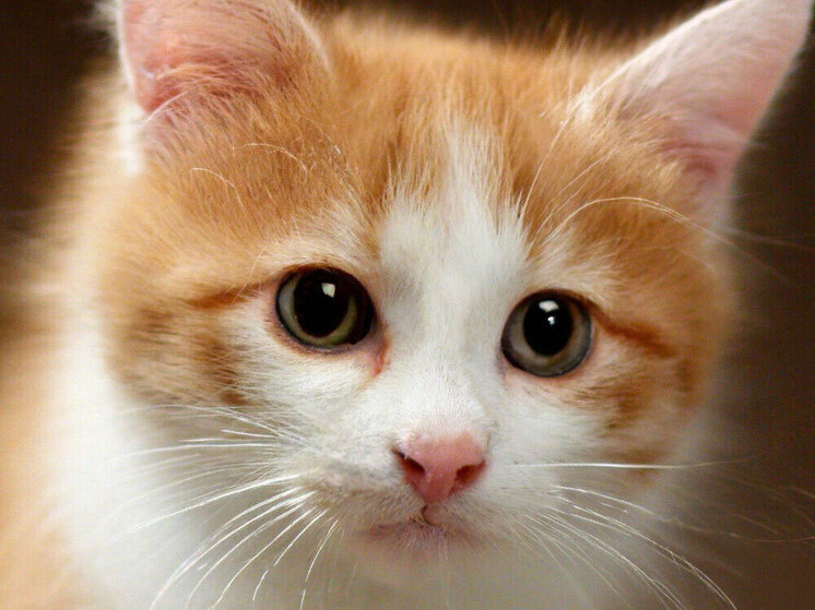 В Петрозаводске пройдет акция по пристройству бездомных кошек из местного приюта