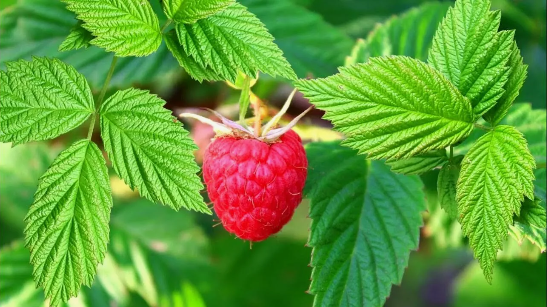 Листья малины для женщин Листья малины для женщин