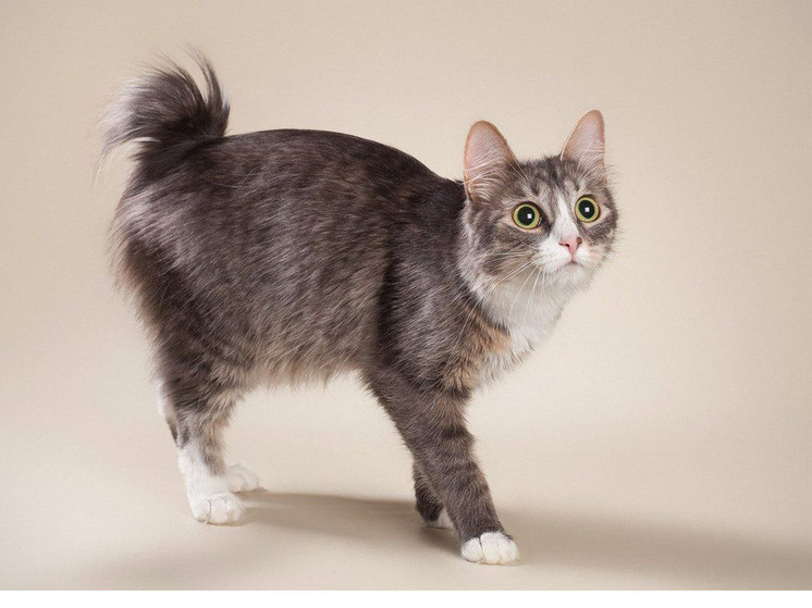 В Сортовале установят памятник карельскому коту