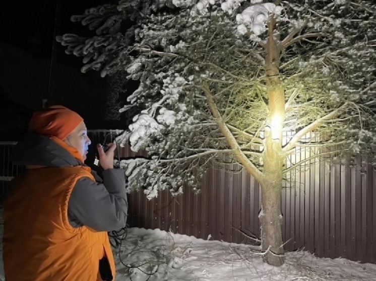 Отряд «ЛизаАлерт» объяснил, что делать, если пропал близкий человек