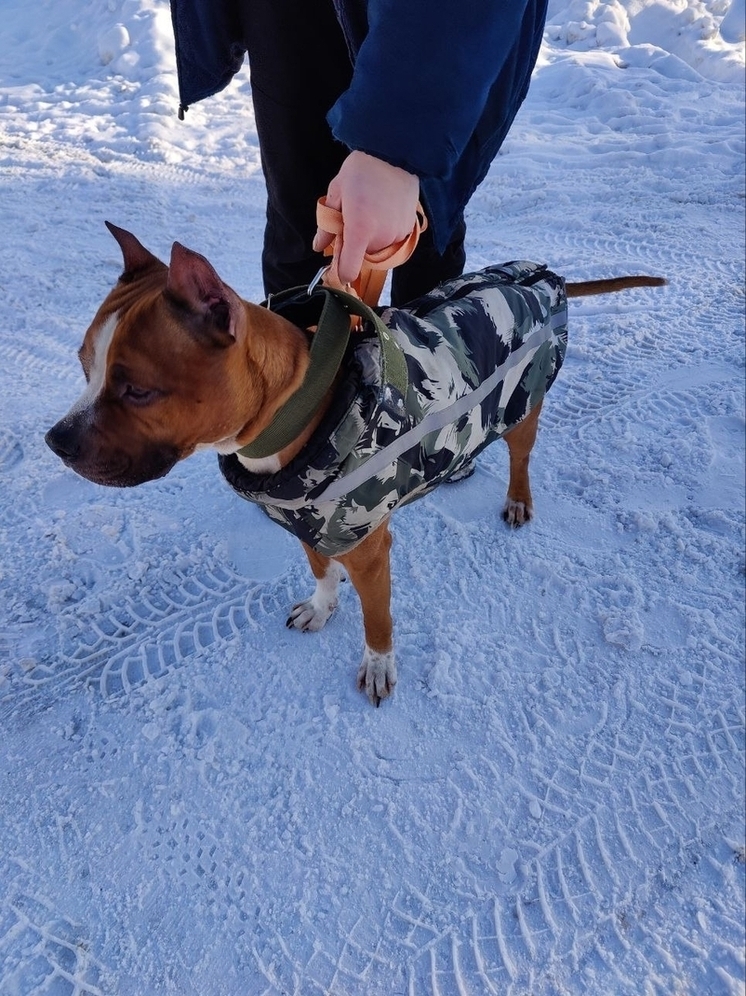 В Петрозаводске ищут хозяина потеряшки