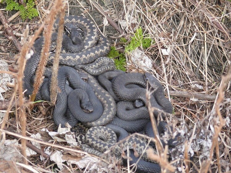 В Ленинградской области змеи начинают просыпаться