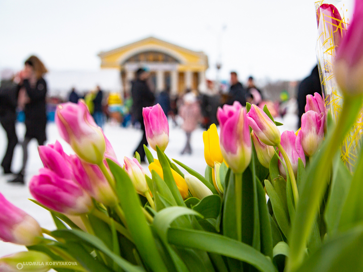 Цены на тюльпаны к 8 марта в Петрозаводске достигли рекордных отметок