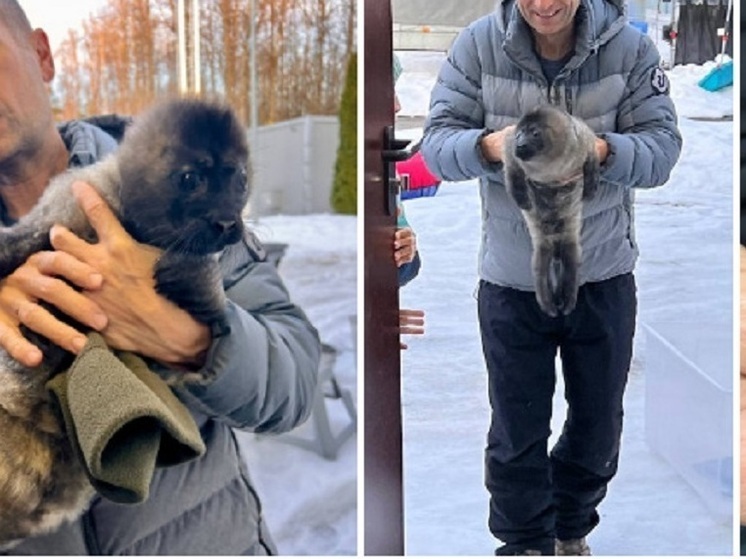 На Ладоге в Карелии спасли новорожденного детеныша нерпы