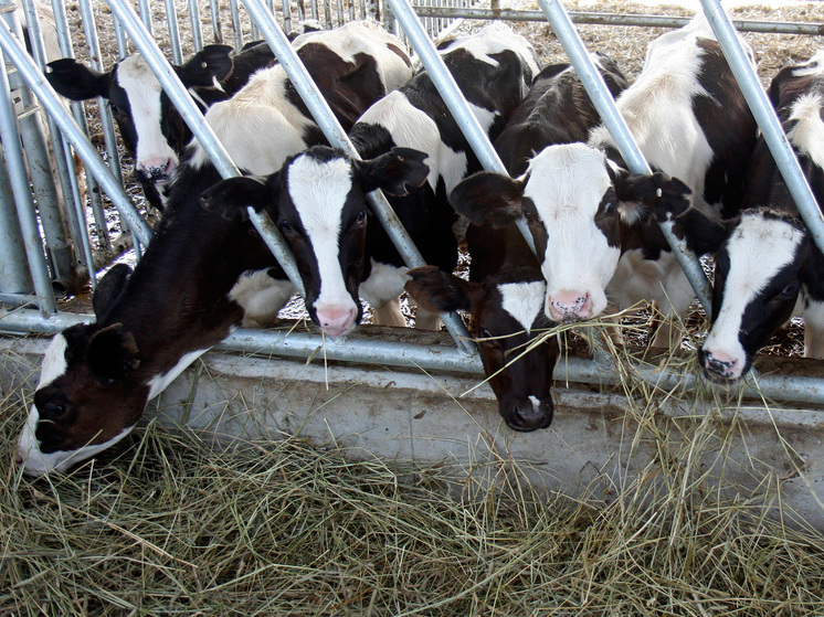 Эксперты в студии МК ТВ разрушили миф о пастереллезе и рассказали, что на самом деле ведет к изъятию скота