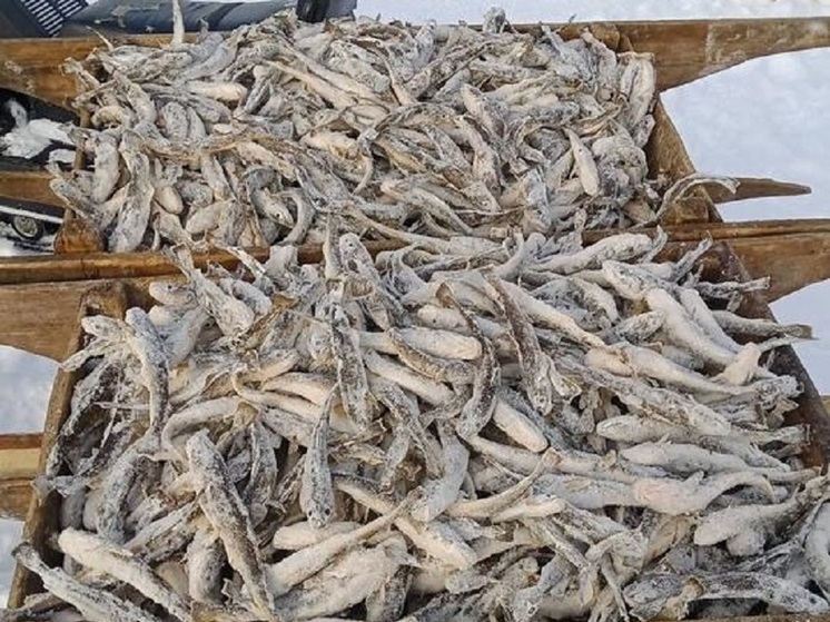 Эксперты сообщили о снижении улова наваги в Карелии