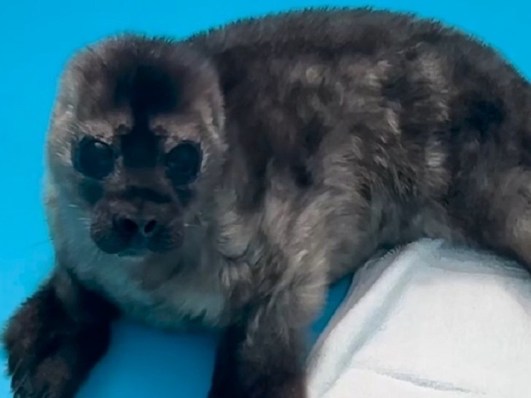 В Карелии второй спасенный нерпенок уже начинают осваиваться и играть