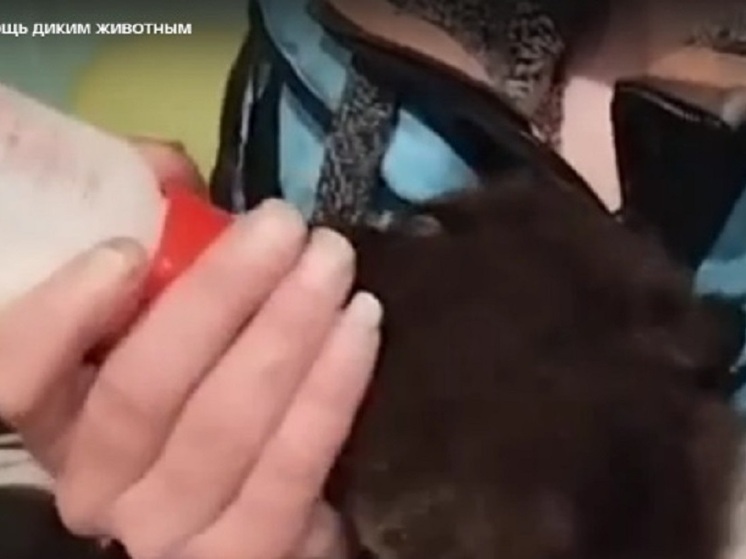 Медвежонка из Карелии нашли в центре помощи диким животным Ленобласти