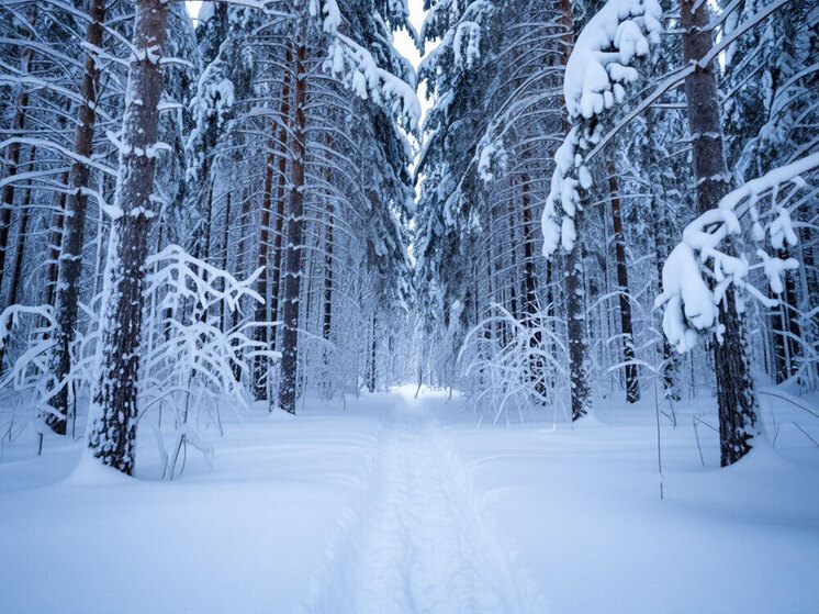 Shot сообщил, что спецназовец Потаенков пропал в тайге там же, где и Усольцевы