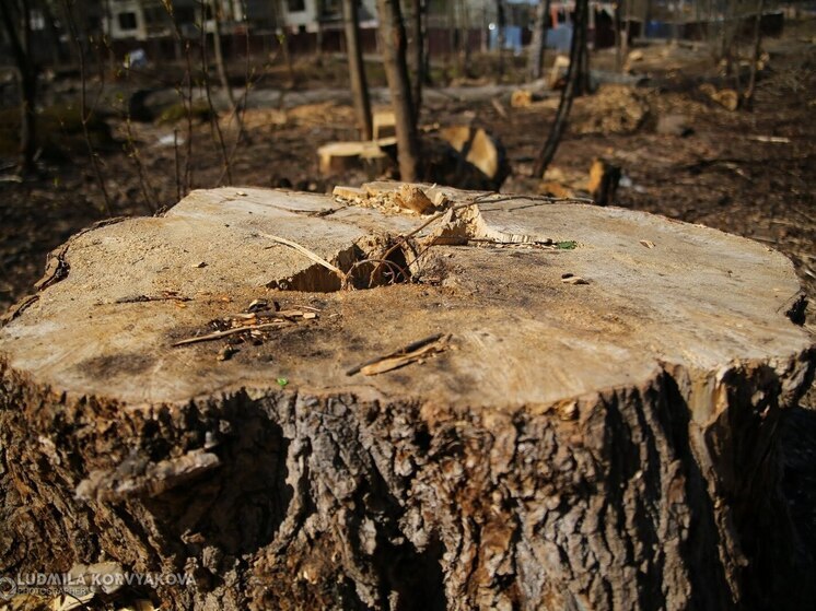 Причиной остановки двух карельских предприятий стал арест активов владельца
