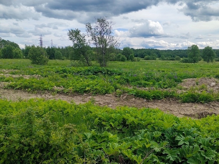 Россиянам рассказали о новых обязанностях владельцев земельных участков