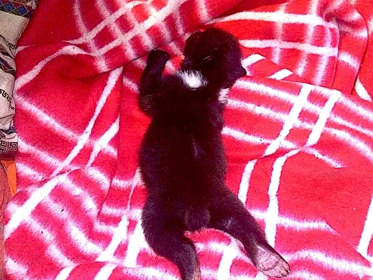 Подброшенный медвежонок с севера Карелии набирает вес