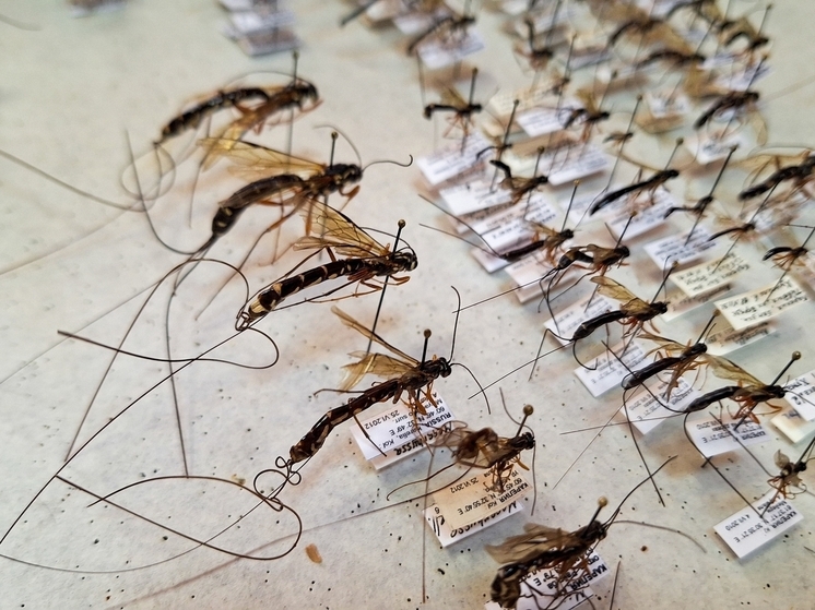 Карельский энтомолог Андрей Хумала открыл шесть новых видов ос-наездников