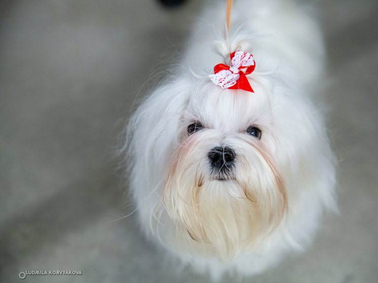 В Карелии ветеринары предупреждают об опасности подарков на 8 марта для собак