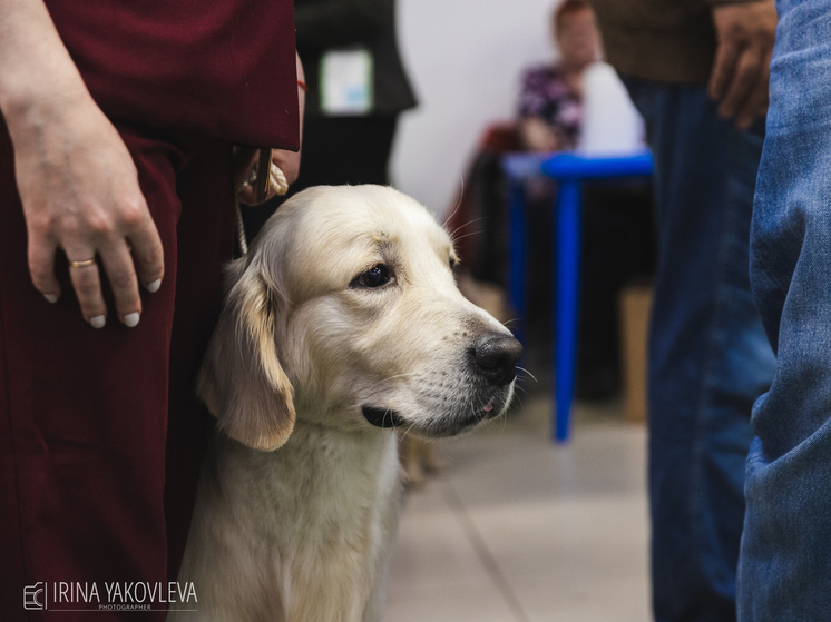 В России впервые был создан стандарт (ГОСТ) для собак-поводырей