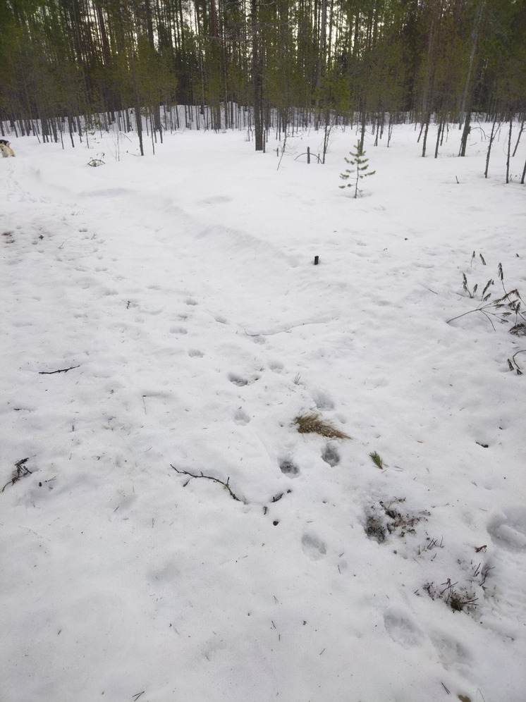 В медведьегорском районе исчезли исторические артефакты