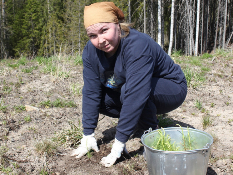 В Карелии за год восстановят около 25 тысяч гектаров леса