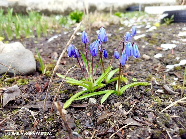 Жителей Карелии ожидает самый теплый март за всю историю наблюдений за погодой