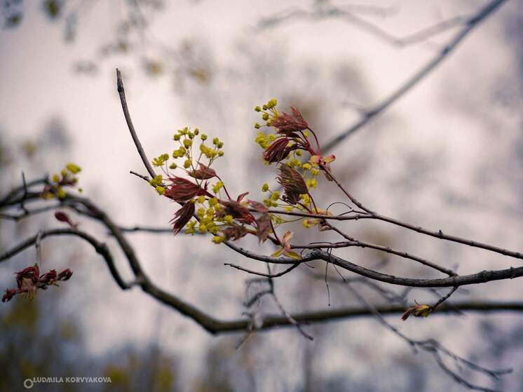 Весна в Карелии удивляет температурными рекордами