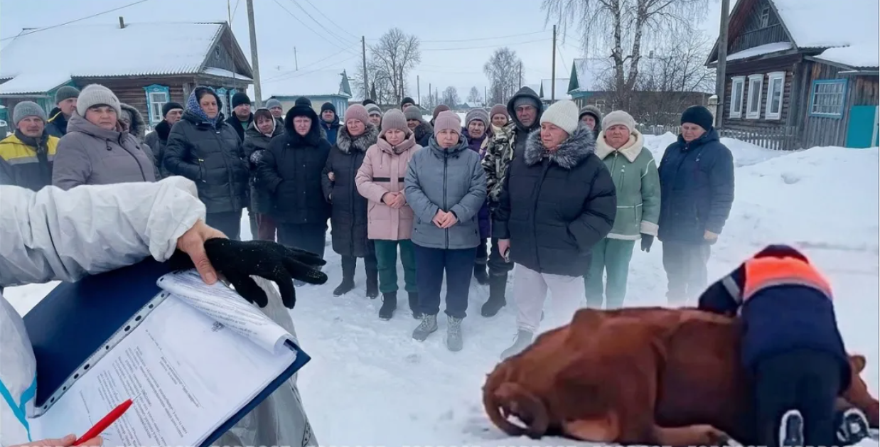 "Никто даже не показал документов - просто пришли домой и усыпили животных!". Кто стоит за массовым уничтожением скота на Урале