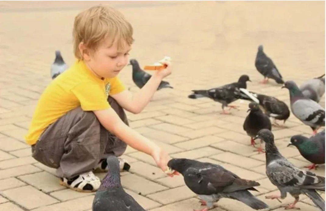 Штраф в 5000 рублей за кормление голубей во дворе: разбираем неожиданные последствия для горожан