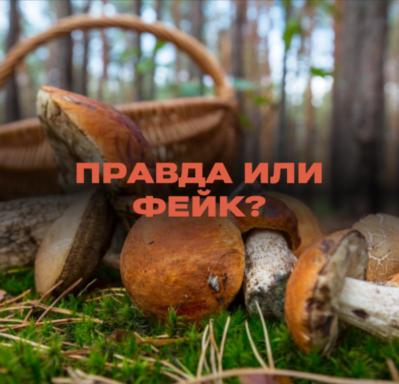 Собирать грибы разрешат только после подтверждения на Госуслугах