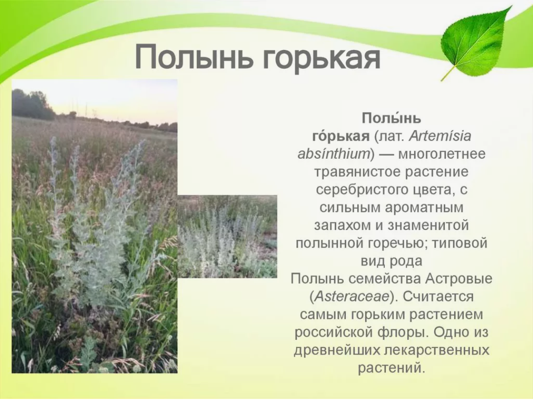 Польза полыни для женщин